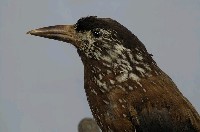 星鴉藏品圖，第2張